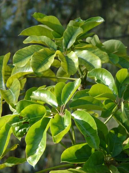 Umbrella Tree , Octopus Tree , Amate
